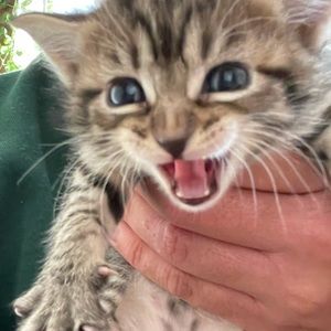 Meet your Posher, Nicholas